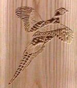 Pheasant in White Oak